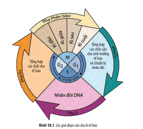Sinh học 10 Bài 18: Chu kì tế bào | Giải Sinh 10 Chân trời sáng tạo (ảnh 1)
