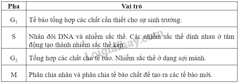 Sinh học 10 Bài 18: Chu kì tế bào | Giải Sinh 10 Chân trời sáng tạo (ảnh 2)