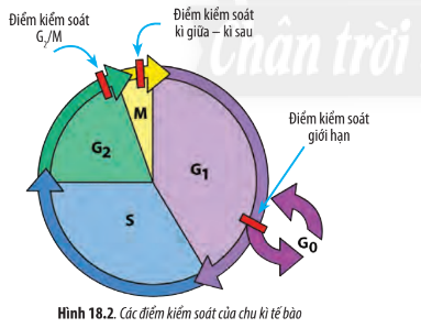 Sinh học 10 Bài 18: Chu kì tế bào | Giải Sinh 10 Chân trời sáng tạo (ảnh 3)