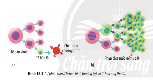 Sinh học 10 Bài 18: Chu kì tế bào | Giải Sinh 10 Chân trời sáng tạo (ảnh 4)