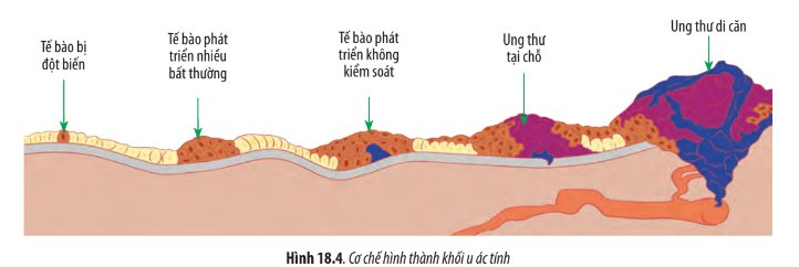 Sinh học 10 Bài 18: Chu kì tế bào | Giải Sinh 10 Chân trời sáng tạo (ảnh 5)