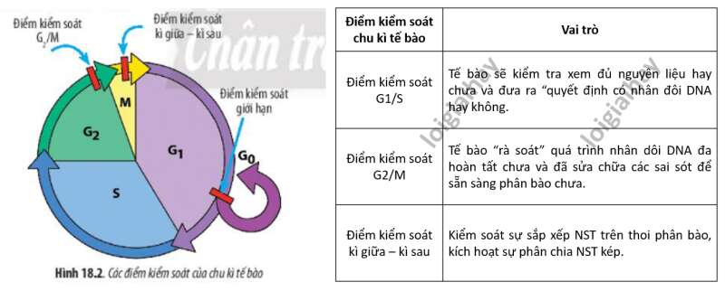 Lý thuyết Sinh học 10 Bài 18 (Chân trời sáng tạo): Chu kì tế bào (ảnh 4)