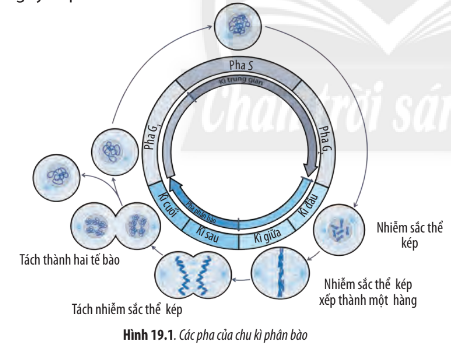 Sinh học 10 Bài 19: Quá trình phân bào | Giải Sinh 10 Chân trời sáng tạo (ảnh 1)