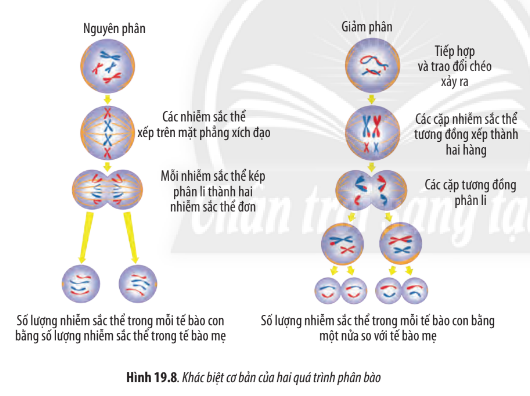 Sinh học 10 Bài 19: Quá trình phân bào | Giải Sinh 10 Chân trời sáng tạo (ảnh 14)