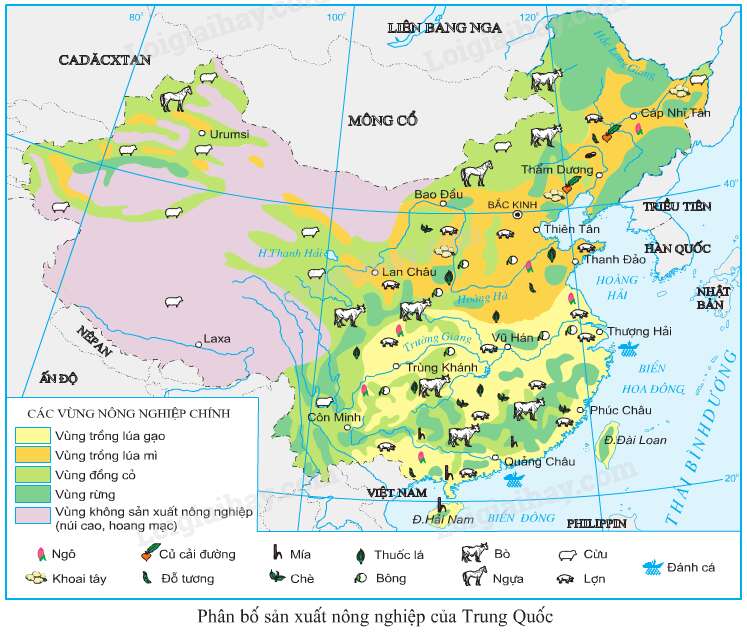 SBT Địa lí 11 Bài 10 Tiết 2: Kinh tế | Giải SBT Địa lí lớp 11 (ảnh 7)