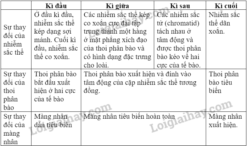 Sinh học 10 Bài 19: Quá trình phân bào | Giải Sinh 10 Chân trời sáng tạo (ảnh 4)