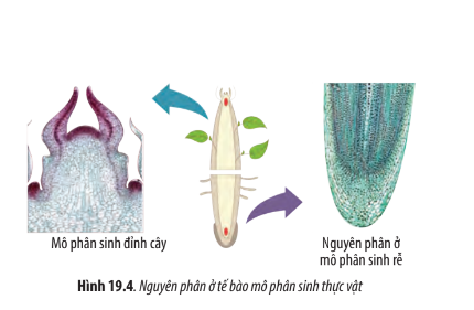 Sinh học 10 Bài 19: Quá trình phân bào | Giải Sinh 10 Chân trời sáng tạo (ảnh 6)