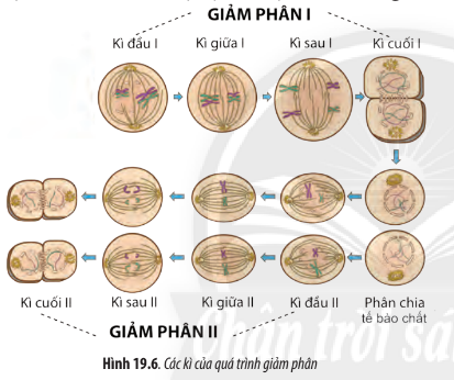 Sinh học 10 Bài 19: Quá trình phân bào | Giải Sinh 10 Chân trời sáng tạo (ảnh 7)