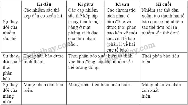 Sinh học 10 Bài 19: Quá trình phân bào | Giải Sinh 10 Chân trời sáng tạo (ảnh 9)