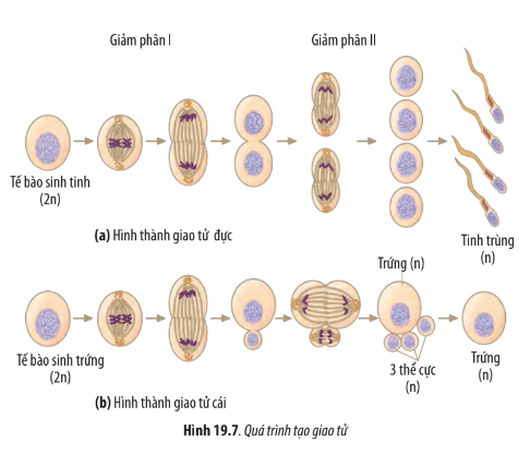 Sinh học 10 Bài 19: Quá trình phân bào | Giải Sinh 10 Chân trời sáng tạo (ảnh 11)