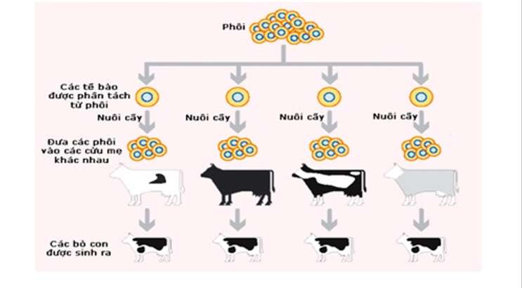 Lý thuyết Sinh học 10 Bài 19 (Kết nối tri thức): Công nghệ tế bào (ảnh 1)