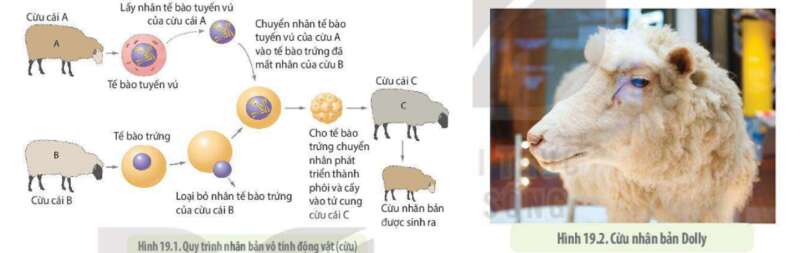 Lý thuyết Sinh học 10 Bài 16 (Cánh diều): Công nghệ tế bào (ảnh 3)