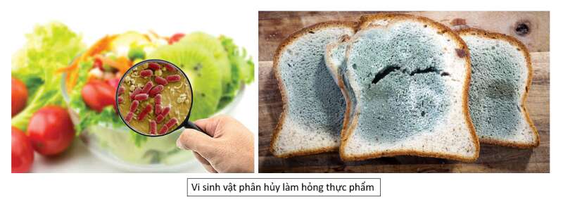 Lý thuyết Sinh học 10 Bài 19 (Cánh diều): Quá trình tổng hợp, phân giải ở vi sinh vật và ứng dụng (ảnh 12)