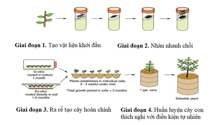 Lý thuyết Sinh học 10 Bài 16 (Cánh diều): Công nghệ tế bào (ảnh 8)