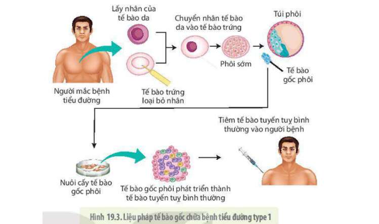 Lý thuyết Sinh học 10 Bài 19 (Kết nối tri thức): Công nghệ tế bào (ảnh 4)