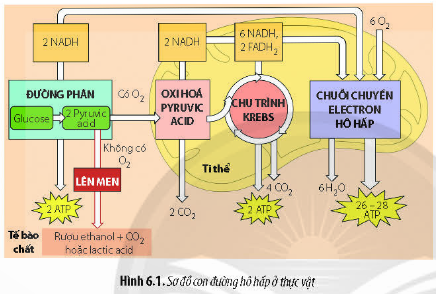  (ảnh 2)