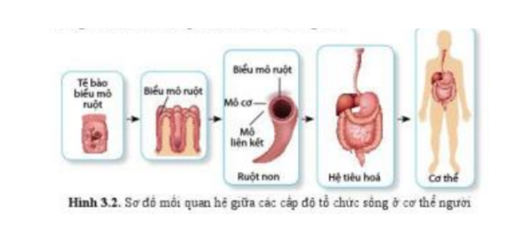 Lý thuyết Sinh học 10 Bài 3 (Chân trời sáng tạo): Các cấp độ tổ chức của thế giới sống (ảnh 3)