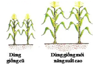 Công nghệ 10 Bài 11: Khái niệm và vai trò của giống cây trồng | Kết nối tri thức (ảnh 2)