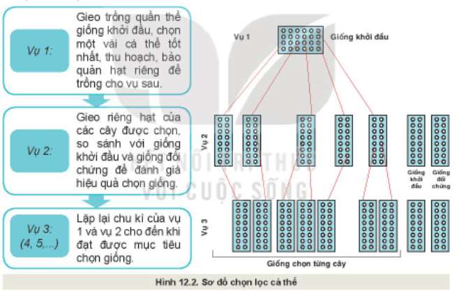 Công nghệ 10 Bài 12: Một số phương pháp chọn, tạo giống cây trồng | Kết nối tri thức (ảnh 2)