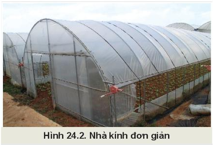 Công nghệ 10 Bài 24: Một số công nghệ cao trong trồng trọt | Kết nối tri thức (ảnh 2)