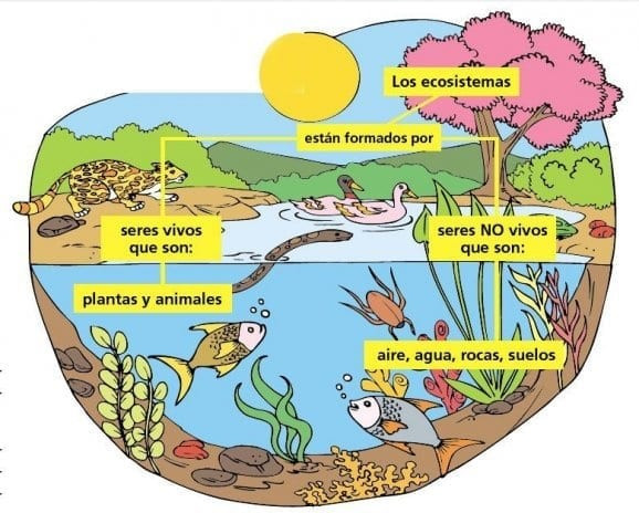 Lý thuyết Bài 15: Sinh quyền, các nhận tố ảnh hướng đến sự phát triển và phân bố của sinh vật - Chân trời sáng tạo (ảnh 1)