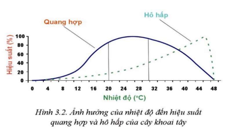 Công nghệ 10 Bài 3: Mối quan hệ giữa cây trồng và các yếu tố chính trong trồng trọt | Cánh diều (ảnh 2)