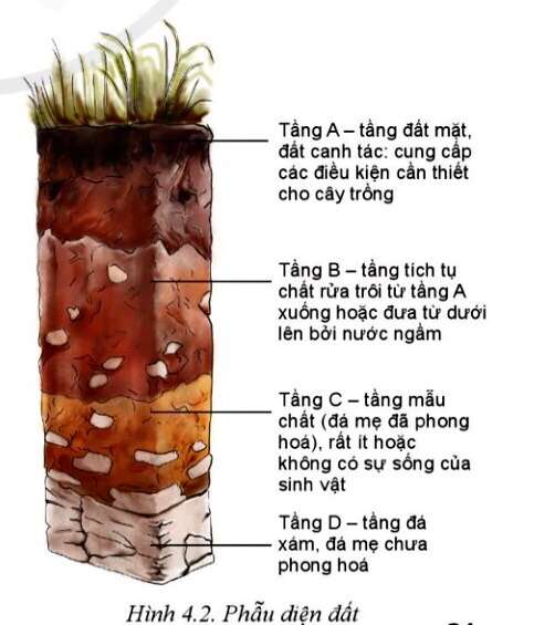 Công nghệ 10 Bài 4: Thành phần và tính chất của đất trồng | Cánh diều (ảnh 2)