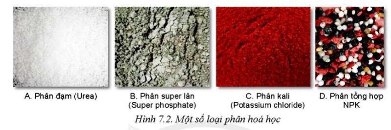 Công nghệ 10 Bài Bài 7: Một số loại phân bón thường dùng trong trồng trọt | Cánh diều (ảnh 2)