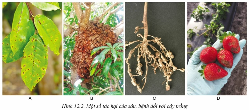 Công nghệ 10 Bài 12: Tác hại của sâu, bệnh đối với cây trồng | Cánh diều (ảnh 2)