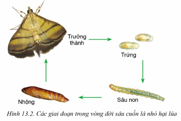 Công nghệ 10 Bài 13: Sâu hại cây trồng | Cánh diều (ảnh 2)