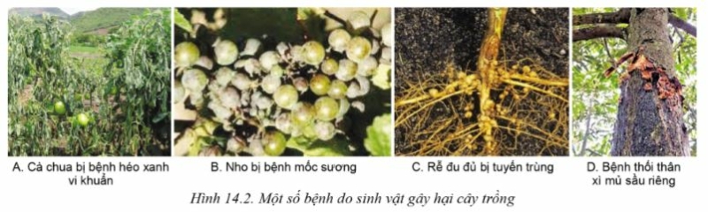 Công nghệ 10 Bài 14: Bệnh hại cây trồng | Cánh diều (ảnh 2)