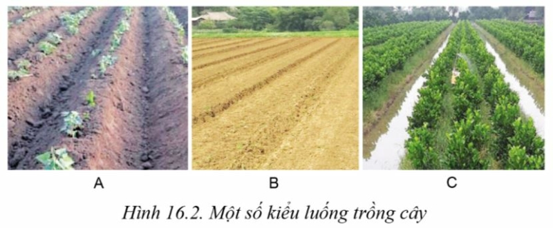 Công nghệ 10 Bài 16: Quy trình trồng trọt | Cánh diều (ảnh 2)