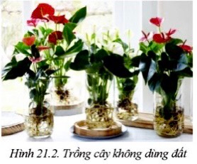 Công nghệ 10 Bài 21: Công nghệ trồng cây không dùng đất | Cánh diều (ảnh 2)