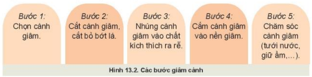 Lý thuyết Công Nghệ 10 Bài 13: Nhân giống cây trồng - Kết nối tri thức (ảnh 1)