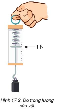 Vật Lí 10 Bài 17: Trọng lực và lực căng | Giải Lí 10 Kết nối tri thức (ảnh 2)