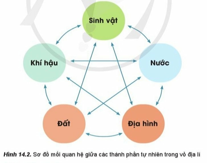 Địa Lí 10 Bài 14: Vỏ địa lí. Quy luật thống nhất và hoàn chỉnh | Cánh diều (ảnh 2)