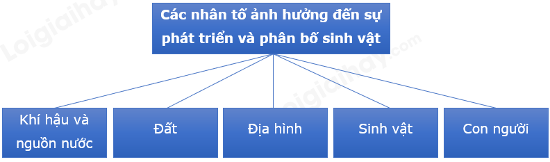 Địa Lí 10 Bài 15: Sinh quyển, các nhân tố ảnh hưởng đến sự phát triển và phân bố sinh vật | Chân trời sáng tạo (ảnh 2)