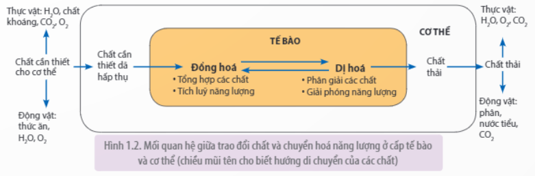 Lý thuyết Sinh học 11 Bài 1 (Kết nối tri thức): Khái quát về trao đổi chất và chuyển hóa năng lượng (ảnh 2)