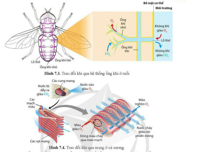 Lý thuyết Sinh học 11 Bài 7 (Cánh diều): Hô hấp ở động vật (ảnh 1)