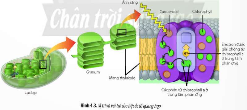 Lý thuyết Sinh học 11 Bài 4 (Chân trời sáng tạo): Quang hợp ở thực vật (ảnh 2)