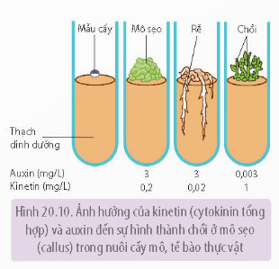  (ảnh 11)