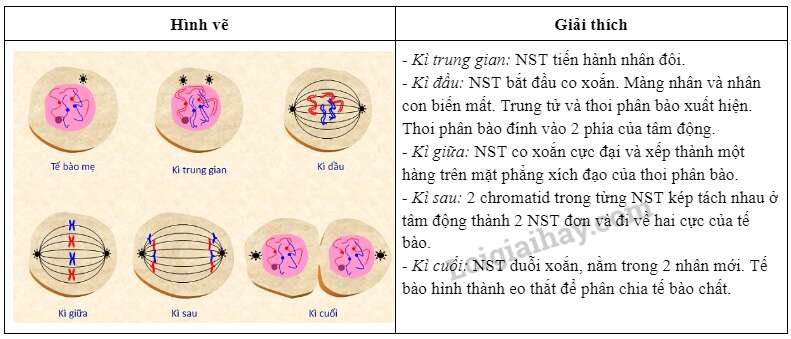 Sinh học 10 Bài 20: Thực hành: Quan sát tiêu bản các kì phân bào nguyên phân và giảm phân | Giải Sinh 10 Chân trời sáng tạo (ảnh 1)