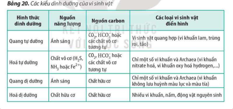 Lý thuyết Sinh học 10 Bài 17 (Cánh diều): Vi sinh vật và các phương pháp nghiên cứu vi sinh vật (ảnh 4)