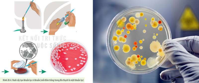 Lý thuyết Sinh học 10 Bài 20 (Kết nối tri thức): Sự đa dạng và phương pháp nghiên cứu vi sinh vật (ảnh 6)
