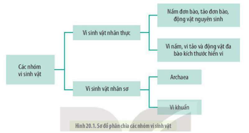 Lý thuyết Sinh học 10 Bài 20 (Kết nối tri thức): Sự đa dạng và phương pháp nghiên cứu vi sinh vật (ảnh 1)