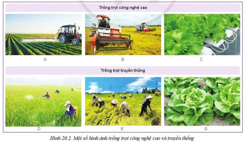 Lý thuyết Công nghệ 10 Bài 20: Giới thiệu về trồng trọt công nghệ cao - Cánh diều  (ảnh 1)