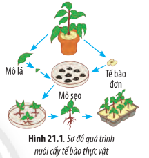 Sinh học 10 Bài 21: Công nghệ tế bào | Giải Sinh 10 Chân trời sáng tạo (ảnh 2)