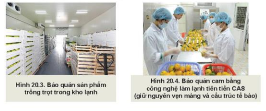 Lý thuyết Công Nghệ 10 Bài 20: Công nghệ cao trong thu hoạch và bảo quản sản phẩm trồng trọt - Kết nối tri thức (ảnh 1)