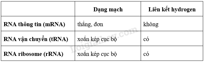 Sinh học 10 Bài 6: Các phân tử sinh học trong tế bào | Giải Sinh 10 Chân trời sáng tạo (ảnh 14)