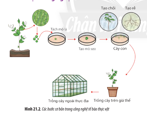 Sinh học 10 Bài 21: Công nghệ tế bào | Giải Sinh 10 Chân trời sáng tạo (ảnh 3)